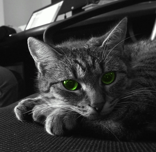 Furbicat